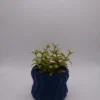 HELICA Blu